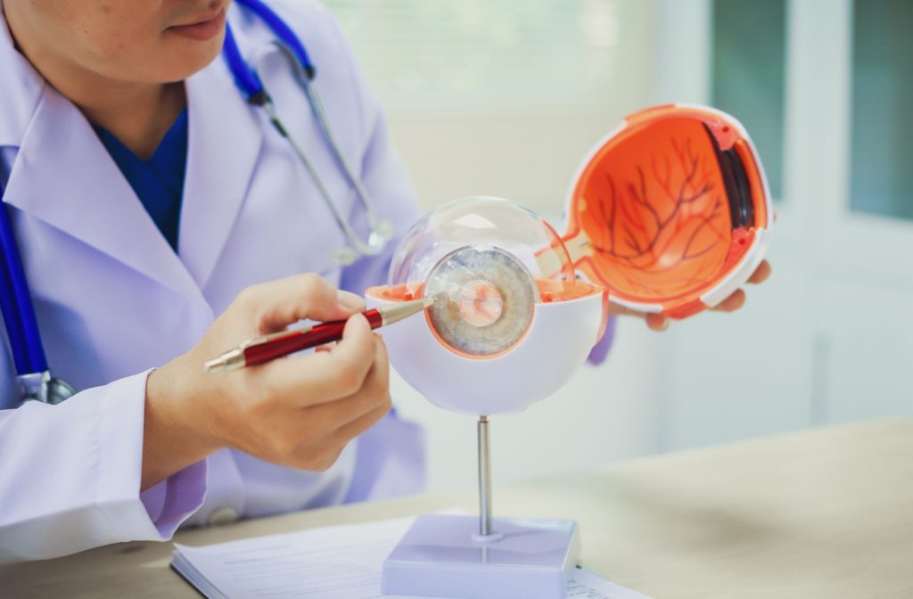 An eye doctor pointing to a model of a human eye with a pen and explaining the effects of diabetes on vision.